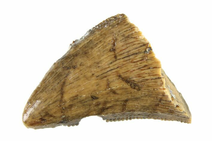 Fossil Tyrannosaur (Nanotyrannus) Tooth Tip - Montana #338744